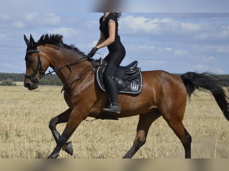 Weitere Warmblüter Stute 9 Jahre 163 cm Brauner in Grambin