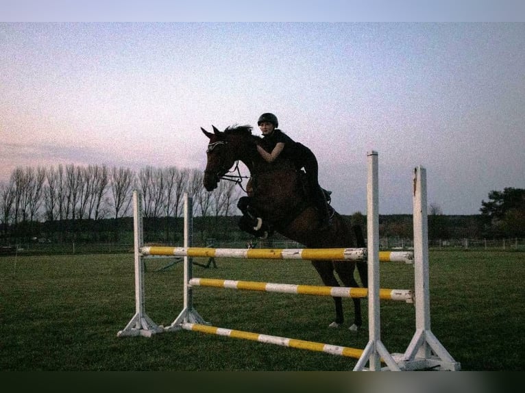 Weitere Warmblüter Stute 9 Jahre 163 cm Brauner in Grambin