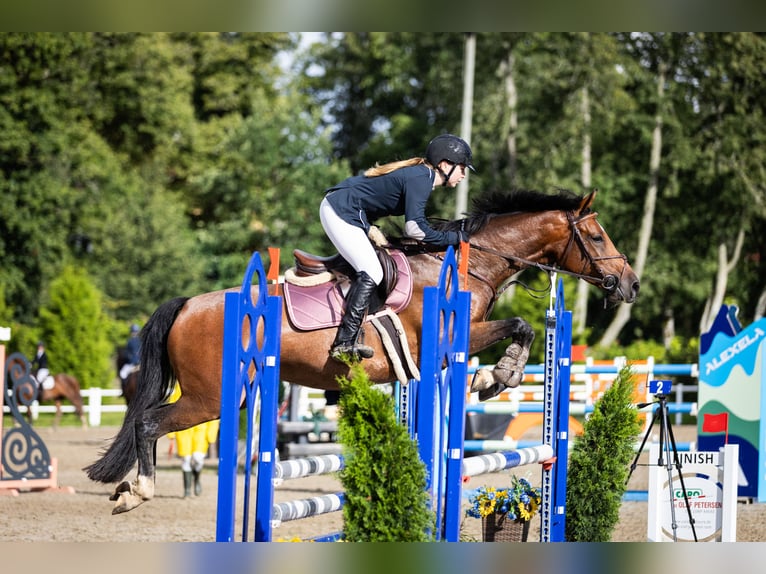 Weitere Warmblüter Stute 9 Jahre 163 cm Rotbrauner in Tori