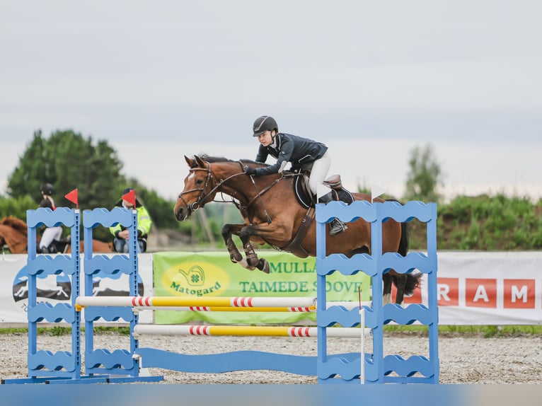 Weitere Warmblüter Stute 9 Jahre 163 cm Rotbrauner in Tori