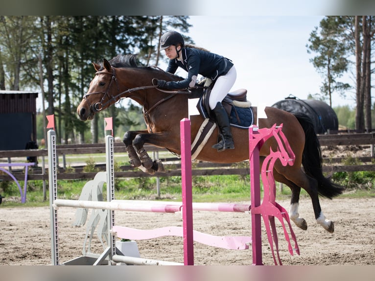 Weitere Warmblüter Stute 9 Jahre 163 cm Rotbrauner in Tori