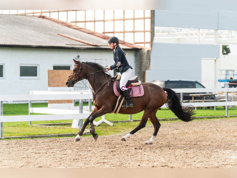 Weitere Warmblüter Stute 9 Jahre 163 cm Rotbrauner in Tori