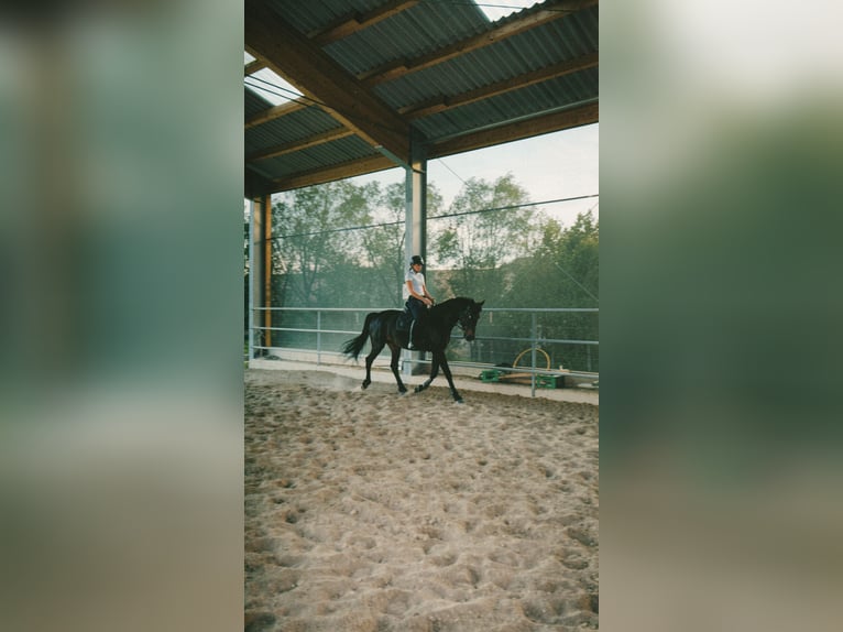 Weitere Warmblüter Mix Stute 9 Jahre 164 cm Schwarzbrauner in Wolfsbach