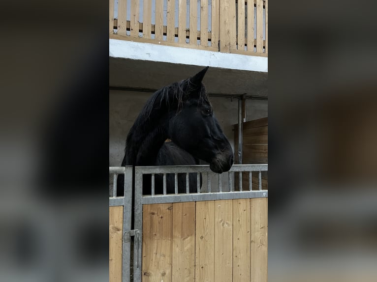 Weitere Warmblüter Mix Stute 9 Jahre 164 cm Schwarzbrauner in Wolfsbach