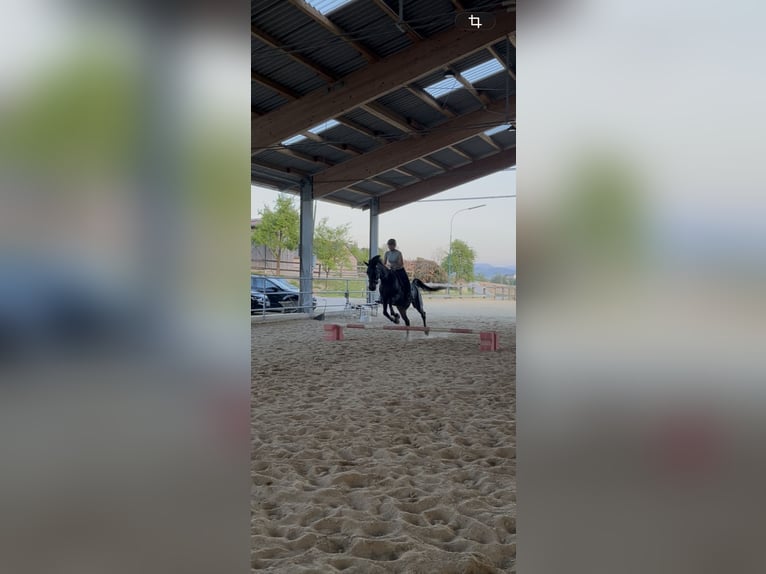 Weitere Warmblüter Mix Stute 9 Jahre 164 cm Schwarzbrauner in Wolfsbach