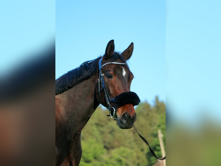 Weitere Warmblüter Stute 9 Jahre 165 cm Dunkelbrauner in Villach