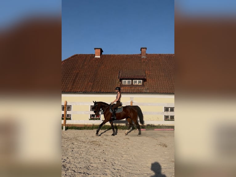 Weitere Warmblüter Stute 9 Jahre 165 cm Dunkelbrauner in Villach