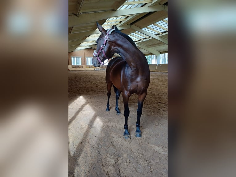 Weitere Warmblüter Stute 9 Jahre 165 cm Rotbrauner in Vilnius