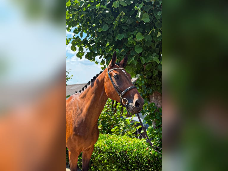 Weitere Warmblüter Stute 9 Jahre 166 cm Brauner in Nettersheim