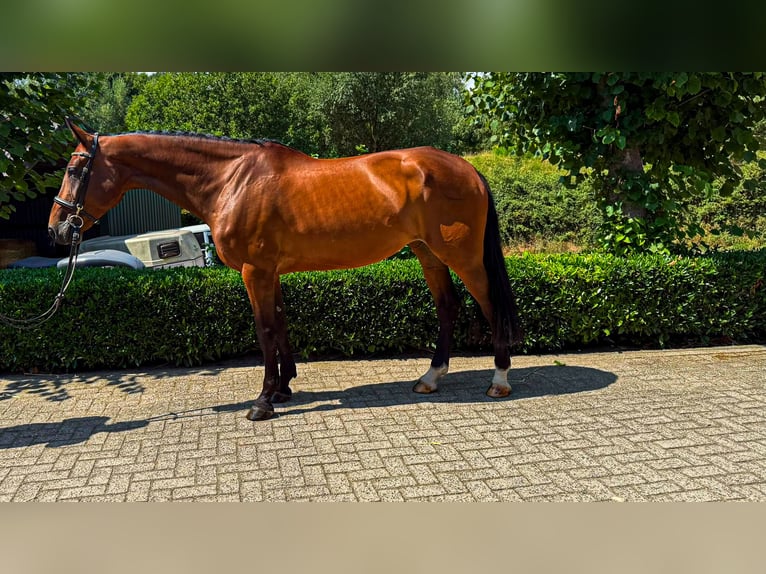 Weitere Warmblüter Stute 9 Jahre 166 cm Brauner in Nettersheim