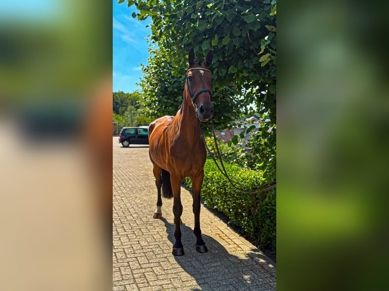Weitere Warmblüter Stute 9 Jahre 166 cm Brauner in Nettersheim