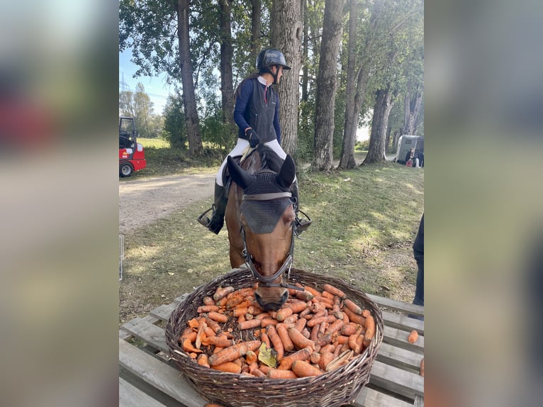 Weitere Warmblüter Stute 9 Jahre 167 cm Brauner in Weichs