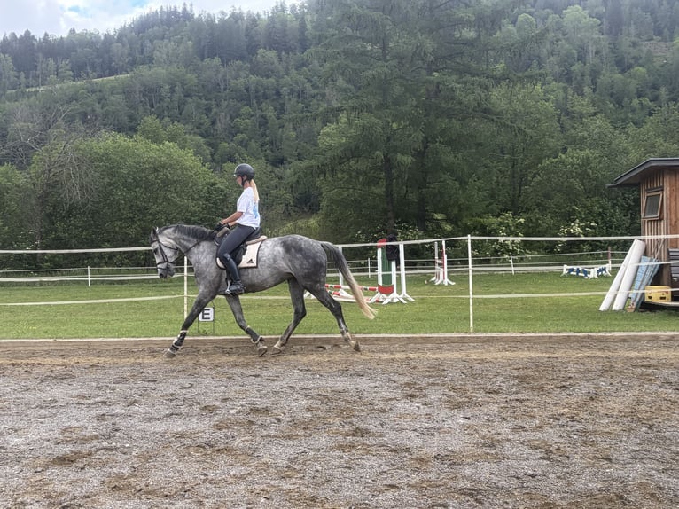 Weitere Warmblüter Stute 9 Jahre 167 cm Schimmel in Sankt Peter am Kammersberg