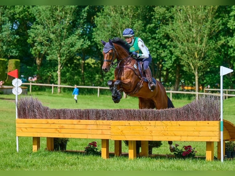 Weitere Warmblüter Stute 9 Jahre 167 cm  in Bad Bevensen