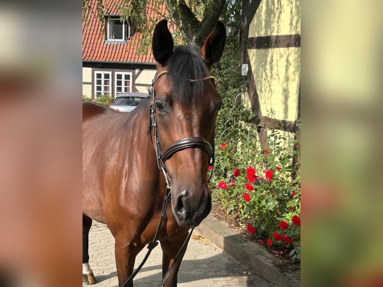 Weitere Warmblüter Stute 9 Jahre 167 cm  in Bad Bevensen