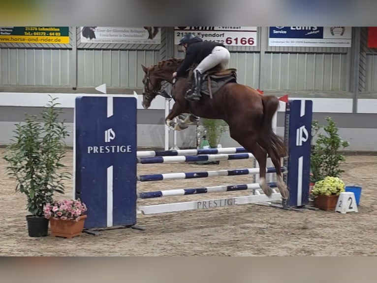 Weitere Warmblüter Stute 9 Jahre 168 cm Dunkelfuchs in Braunschweig