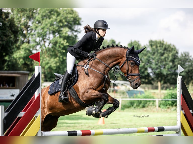 Weitere Warmblüter Stute 9 Jahre 169 cm Brauner in Bedburg-Hau