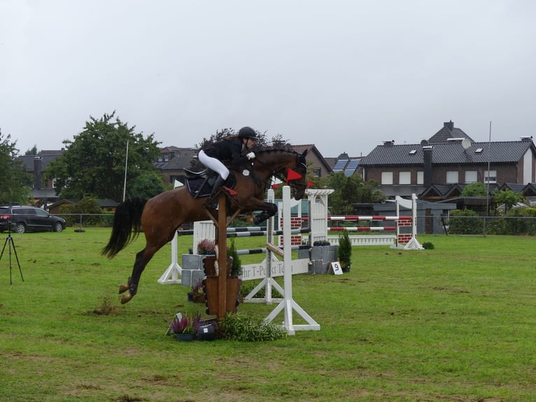 Weitere Warmblüter Stute 9 Jahre 169 cm Brauner in Bedburg-Hau