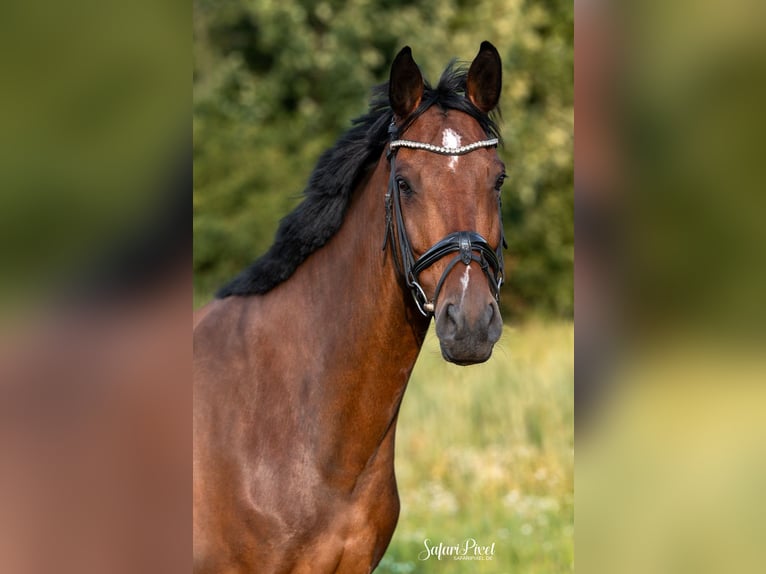 Weitere Warmblüter Stute 9 Jahre 169 cm Brauner in Bedburg-Hau