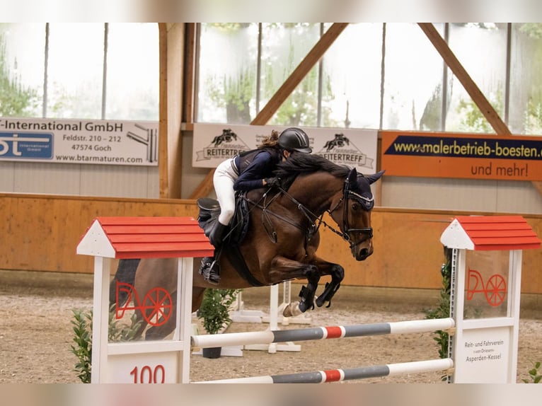 Weitere Warmblüter Stute 9 Jahre 169 cm Brauner in Bedburg-Hau
