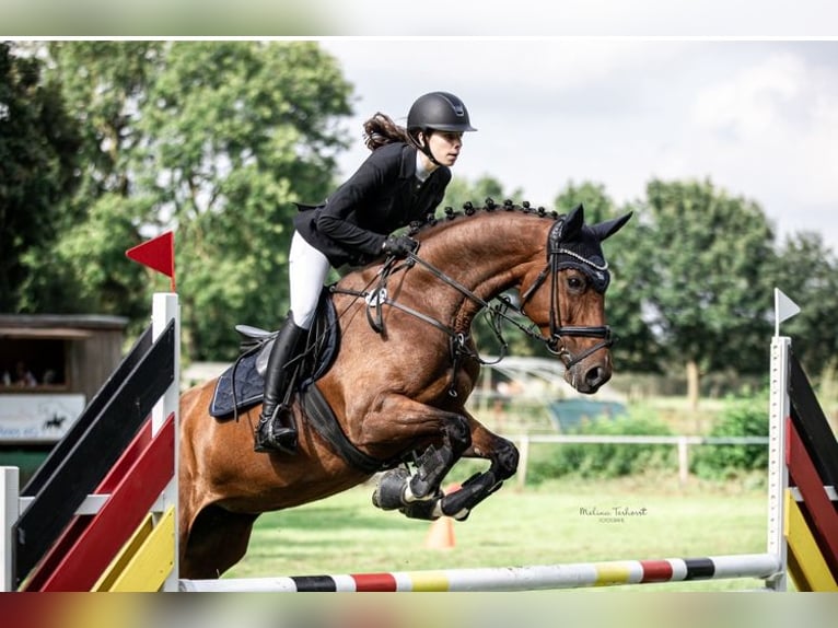 Weitere Warmblüter Stute 9 Jahre 169 cm Brauner in Bedburg-Hau