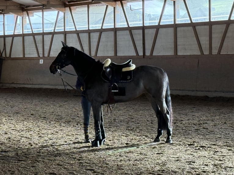 Weitere Warmblüter Stute 9 Jahre 170 cm Dunkelbrauner in Bayern