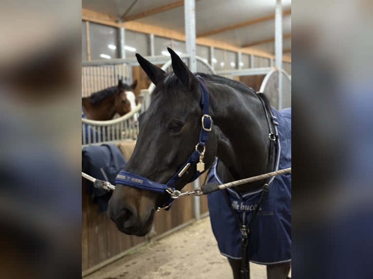 Weitere Warmblüter Stute 9 Jahre 170 cm Dunkelbrauner in Bayern