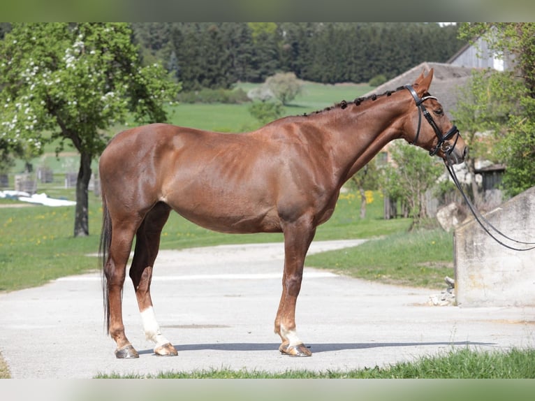 Weitere Warmblüter Stute 9 Jahre 173 cm Brauner in Traidendorf