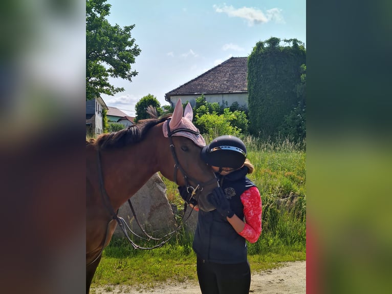 Weitere Warmblüter Stute 9 Jahre 173 cm Brauner in Traidendorf