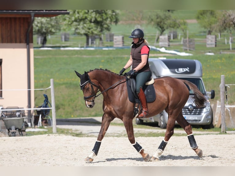 Weitere Warmblüter Stute 9 Jahre 173 cm Brauner in Traidendorf