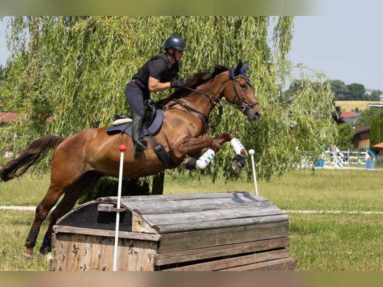 Weitere Warmblüter Stute 9 Jahre 173 cm Brauner in Traidendorf