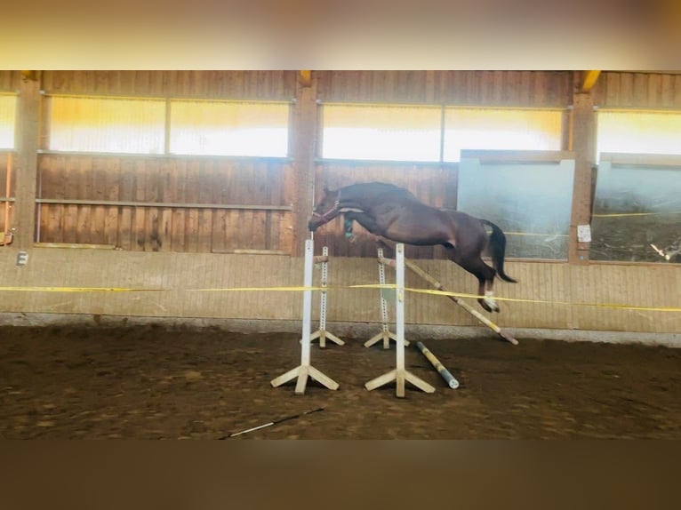 Weitere Warmblüter Stute 9 Jahre 173 cm Brauner in Traidendorf