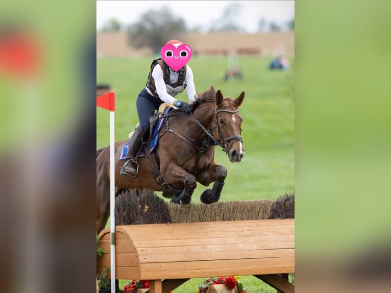 Weitere Warmblüter Stute 9 Jahre 173 cm Brauner in Traidendorf