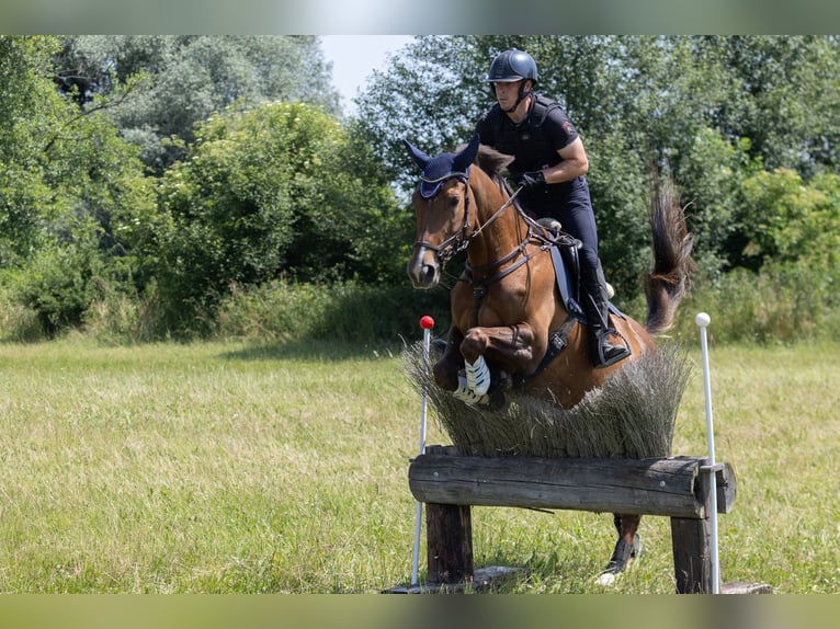 Weitere Warmblüter Stute 9 Jahre 173 cm Brauner in Traidendorf