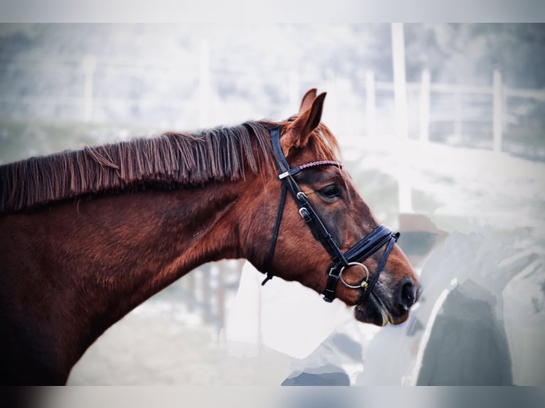 Weitere Warmblüter Stute 9 Jahre 175 cm Dunkelfuchs in Trzebnica