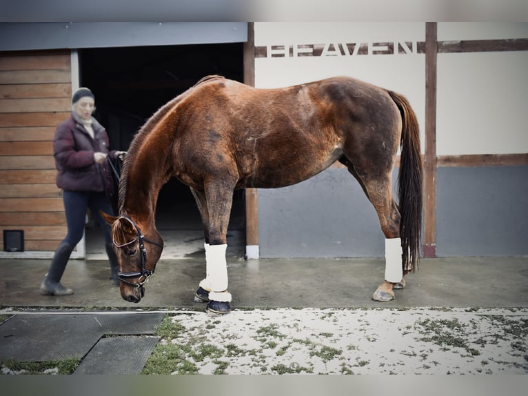 Weitere Warmblüter Stute 9 Jahre 175 cm Dunkelfuchs in Trzebnica