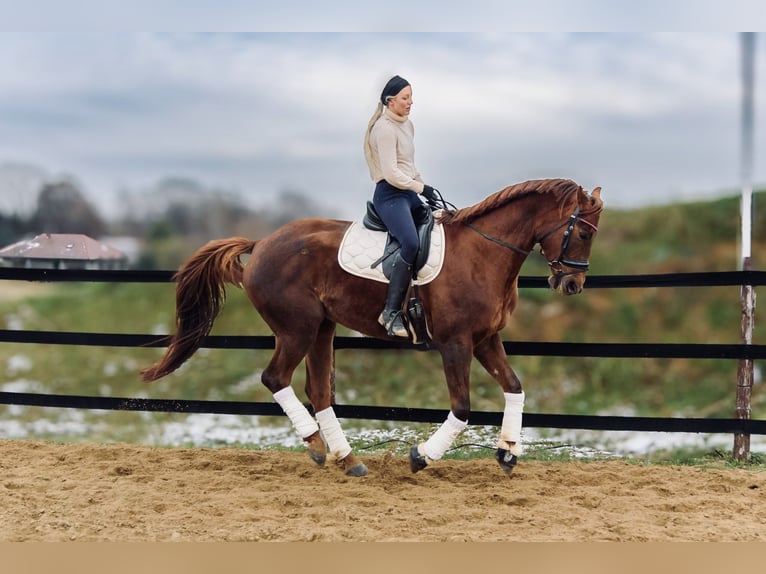 Weitere Warmblüter Stute 9 Jahre 175 cm Dunkelfuchs in Trzebnica