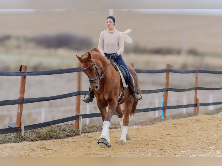 Weitere Warmblüter Stute 9 Jahre 175 cm Dunkelfuchs in Trzebnica