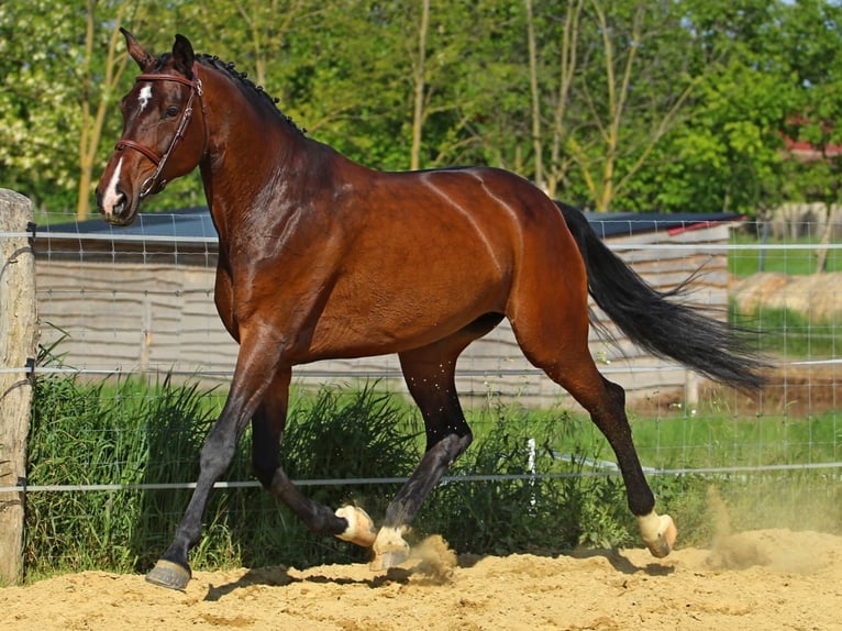 Weitere Warmblüter Stute 9 Jahre 178 cm Brauner in Traisen