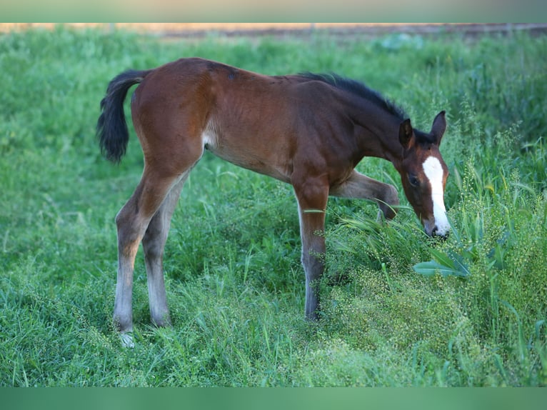Weitere Warmblüter Mix Stute Fohlen (07/2025) 125 cm Rotbrauner in Ruse