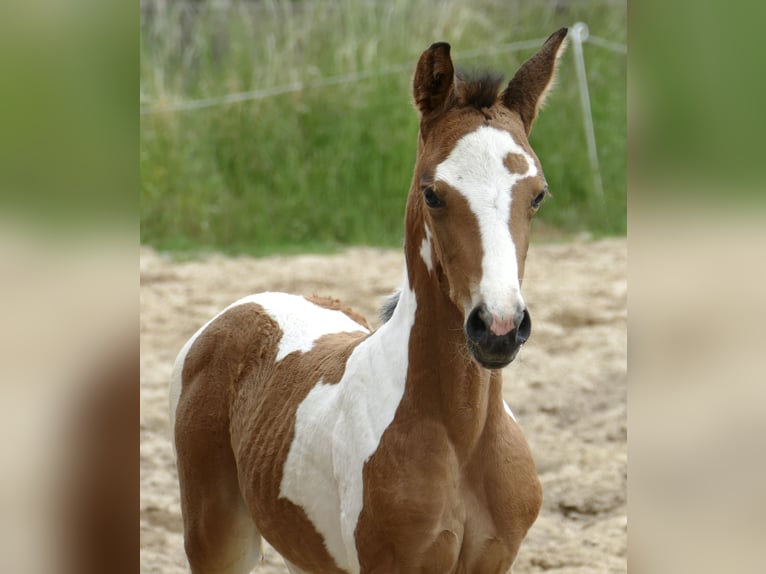 Weitere Warmblüter Stute  162 cm Schecke in Borgentreich