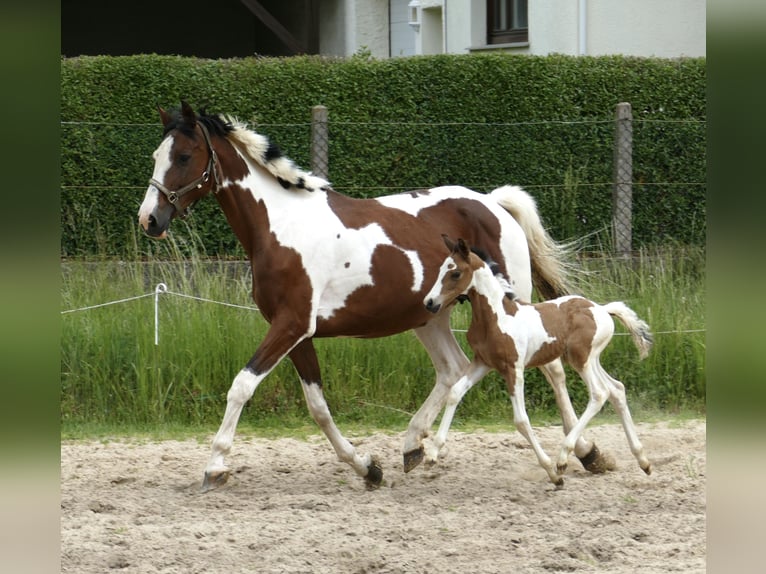Weitere Warmblüter Stute  162 cm Schecke in Borgentreich