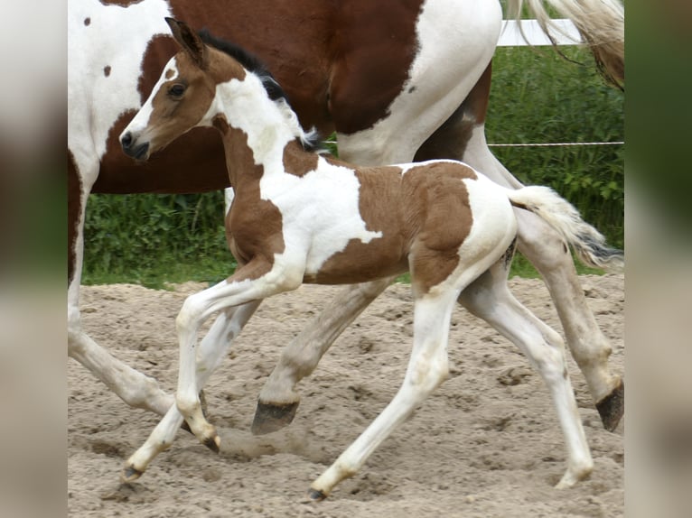 Weitere Warmblüter Stute  162 cm Schecke in Borgentreich