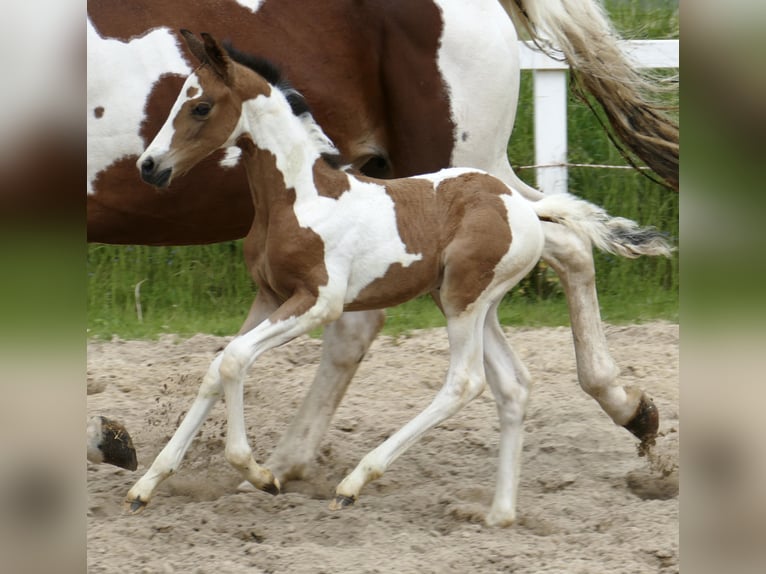 Weitere Warmblüter Stute  162 cm Schecke in Borgentreich