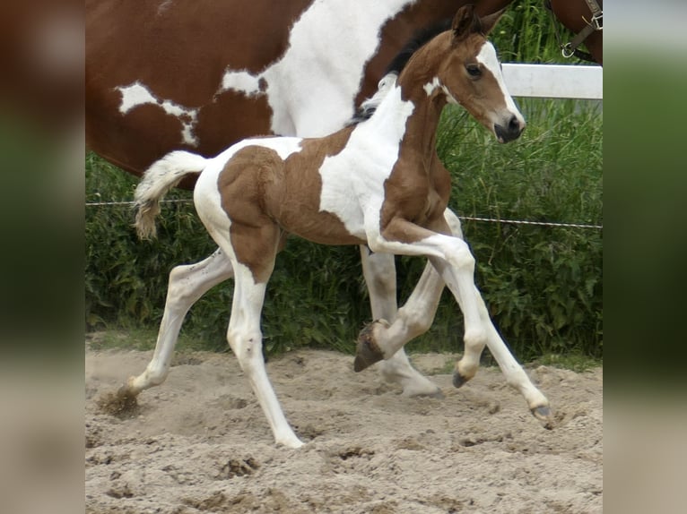 Weitere Warmblüter Stute  162 cm Schecke in Borgentreich