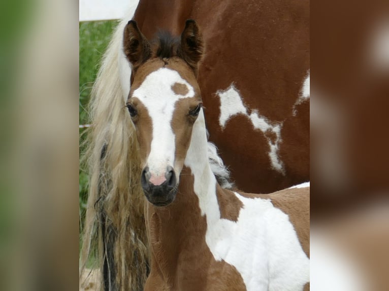 Weitere Warmblüter Stute  162 cm Schecke in Borgentreich