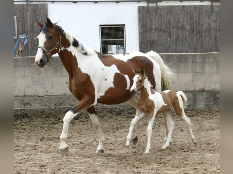 Weitere Warmblüter Stute  162 cm Schecke in Borgentreich