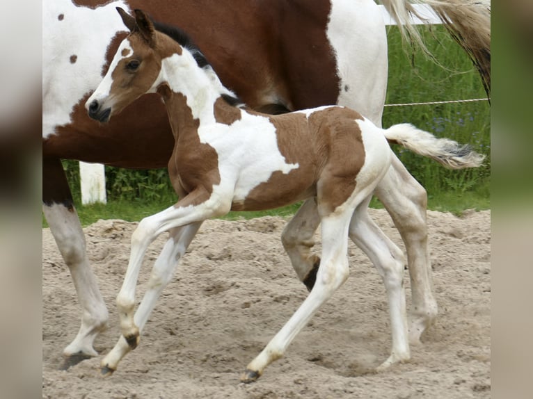 Weitere Warmblüter Stute  162 cm Schecke in Borgentreich