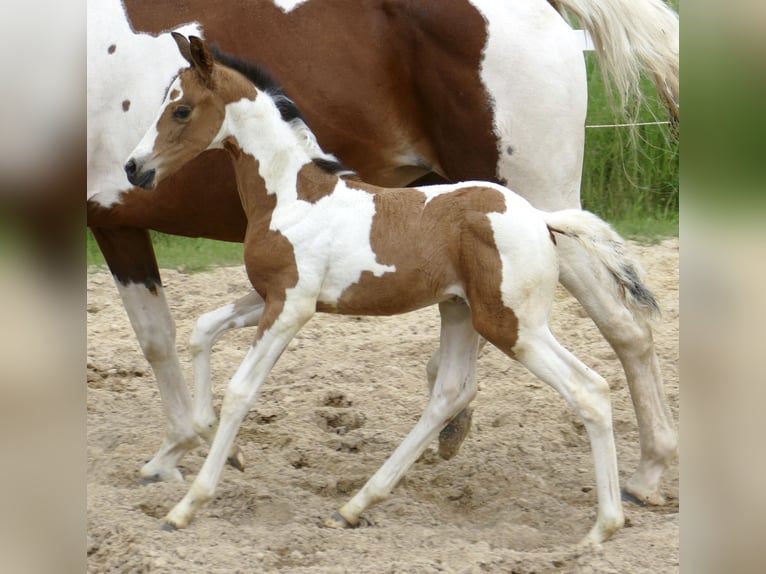 Weitere Warmblüter Stute  162 cm Schecke in Borgentreich