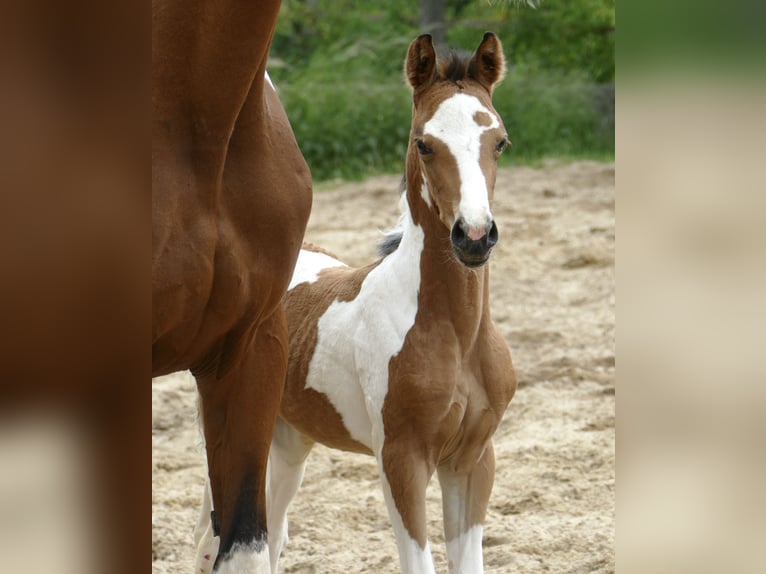 Weitere Warmblüter Stute  162 cm Schecke in Borgentreich